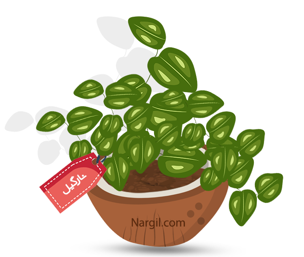  Nargil - creeping fig